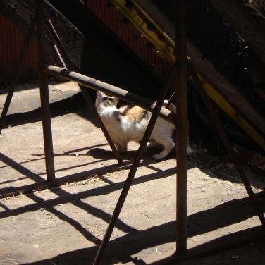 Gato en la Sala de Maquina del Asc. Espíritu Santo